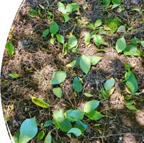 Leaf drop Nikki 6-26.jpg